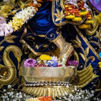 Sri Sri Radha Gopivallabha's lotus feet